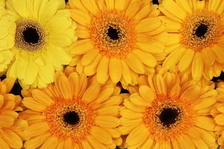 背景，开花，开花，明亮，多彩，植物，花，自然