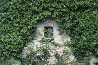 常春藤，普通常春藤，攀缘植物，绿色，缠绕，葡萄藤，植物，建筑