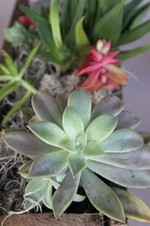 肉质,核心,花园,种植园,自然,生长,植物,自然之美 肉质,核心,花园,种植园,自然,生长,植物,自然之美