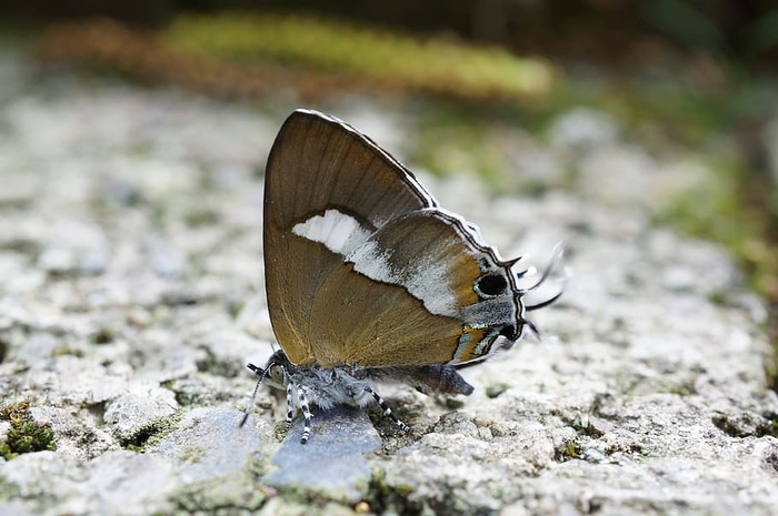 蝴蝶，生物，昆汀·庄，昆虫，自然，动物主题，动物，野生动物