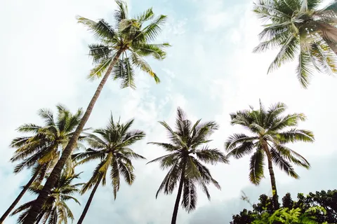 泰国,清迈,棕榈集团,链迈棕榈,链迈,泰国棕榈树,旅游,树木 泰国,清迈,棕榈集团,链迈棕榈,链迈,泰国棕榈树,旅游,树木