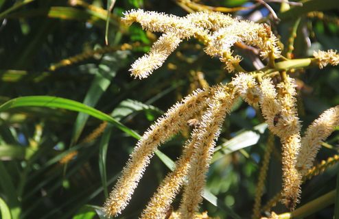 花序，椰子树，椰子花，热带，棕榈，椰子，自然，植物学