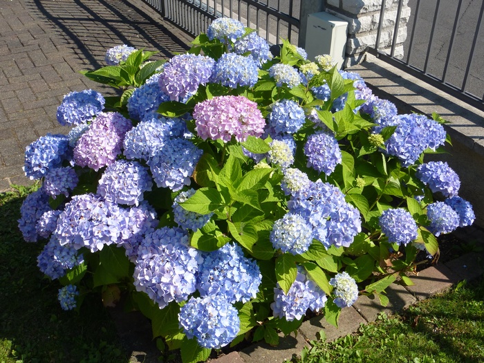 绣球花，温室绣球花，紫罗兰，花，开花植物，脆弱性，自然，脆弱性