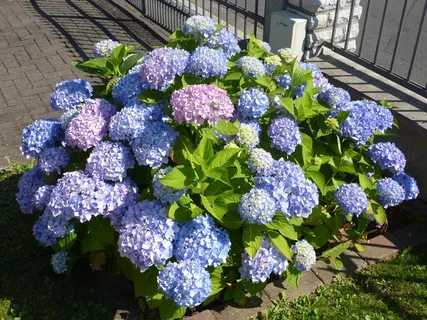 绣球花,温室绣球花,紫罗兰,花,开花植物,脆弱性,自然,脆弱性 绣球花,温室绣球花,紫罗兰,花,开花植物,脆弱性,自然,脆弱性