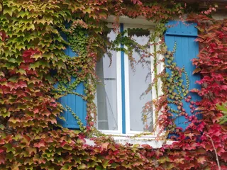 秋，窗，秋窗，酒，秋色，金秋，缠绵，植物