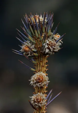 brad，花，花序，植物，脆弱性，特写，脆弱性，开花植物