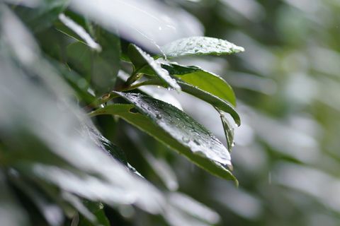 叶子，自然，雨，滴，湿，纯净，夏天，环境