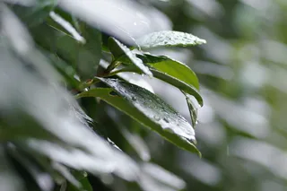 叶子，自然，雨，滴，湿，纯净，夏天，环境
