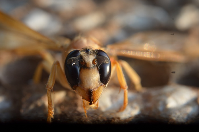 生物学、模糊、特写、危险、日光、眼睛、飞行、聚焦