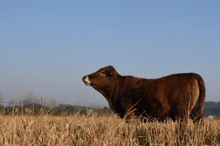 叶田，乡村，奶牛，动物主题，动物，一种动物，哺乳动物，脊椎动物