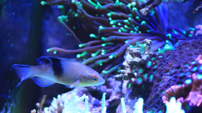 咸水鱼，水族馆，水箱，无脊椎，水下，海洋，动物，野生动物