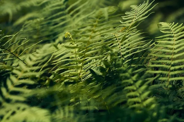 蕨类植物的特写照片