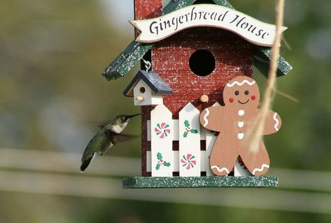 鸟舍，鸟，小动物，户外，自然，有趣，可爱