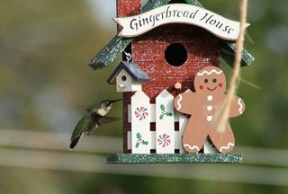 鸟舍，鸟，小动物，户外，自然，有趣，可爱