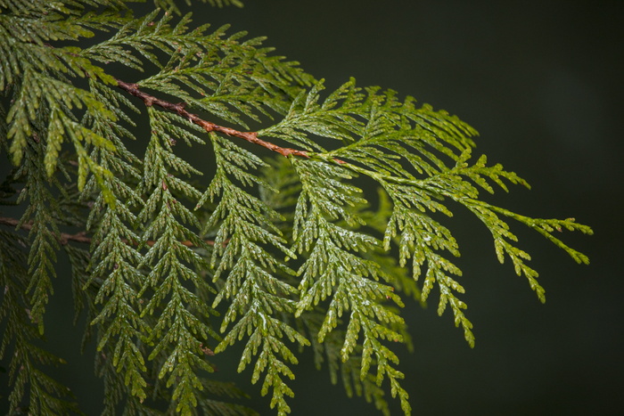 加拿大、北温哥华、林恩峡谷、绿色、树木、近景、徒步旅行、森林