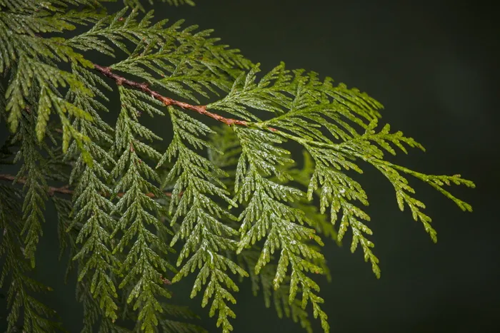 加拿大、北温哥华、林恩峡谷、绿色、树木、近景、徒步旅行、森林
