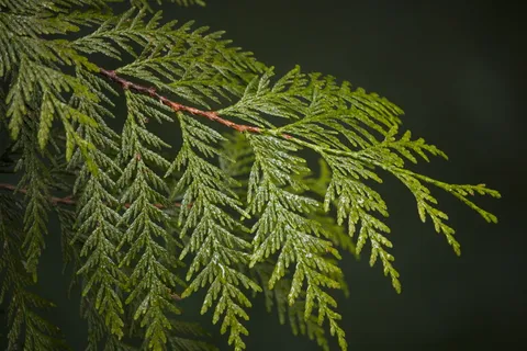 加拿大、北温哥华、林恩峡谷、绿色、树木、近景、徒步旅行、森林