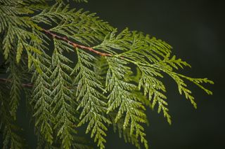 加拿大、北温哥华、林恩峡谷、绿色、树木、近景、徒步旅行、森林