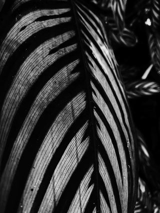 树叶的黑白照片