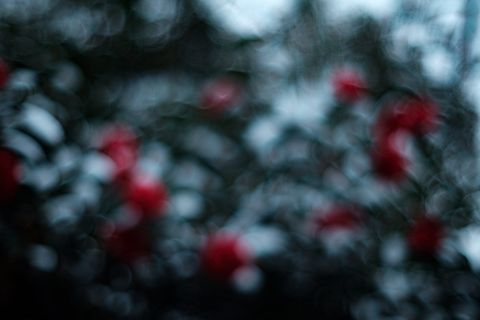 英国、里士满、里士满公园、红色、雪、森林、福克斯、博克