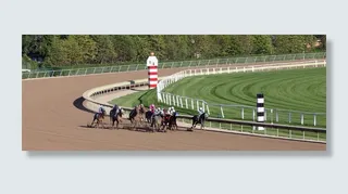 赛马，白天，动物，马，比赛，比赛，颜色，比赛