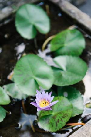 紫黄色睡莲花