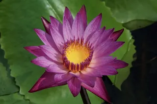 紫色莲花，植物，花朵，新加坡，水，池百合，植物，百合