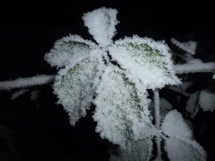 霜冻、不完整、冻结、雪晶、雪、低温、冬季、白色 霜冻、不完整、冻结、雪晶、雪、低温、冬季、白色