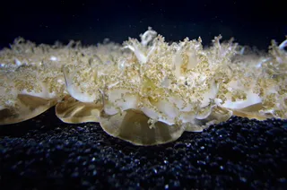 美国，巴尔的摩，果冻，外星人，入侵，倒置，水族馆，触角