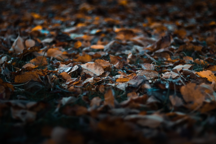 落叶特写照片