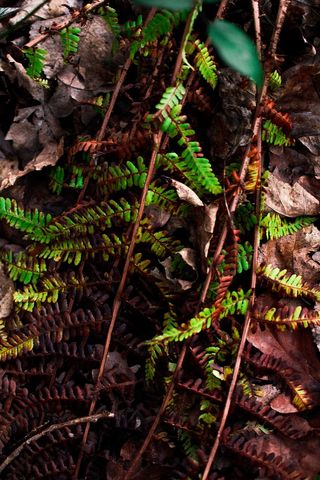 植物，蕨类，动物，爬行动物，恐龙，蘑菇，真菌，木耳