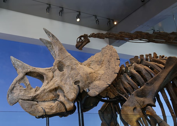 博物馆、骨架、恐龙、展览、展览、古生物学、低角度视图、无人