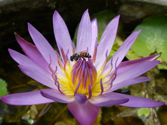 睡莲，莲花，泰国，花，夏天，水，睡莲，池塘