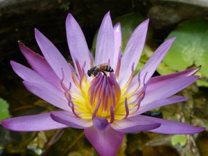 睡莲，莲花，泰国，花，夏天，水，睡莲，池塘