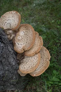 蘑菇, 树, 自然, 真菌, 野生, 棕色, 户外, 真菌