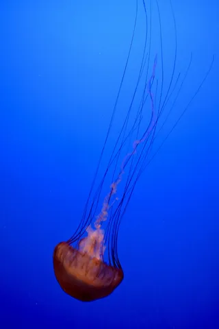 水母，动物，海洋生物，无脊椎动物，美国，蒙特雷水族馆，蒙特雷，水族馆