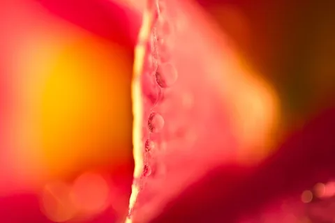 滴水，露珠，露珠，水滴，摩根托，水，珠子，关闭