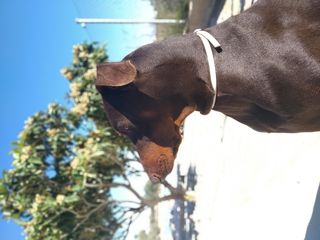 西班牙，阿利坎特，partida saladas，one animal，哺乳动物，家畜，动物主题，动物