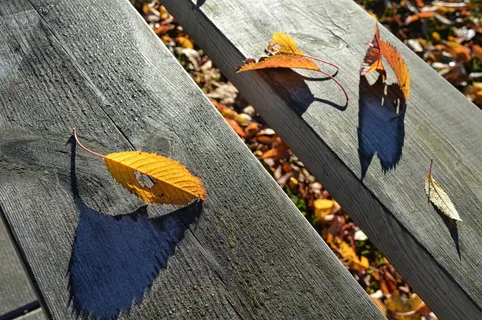 秋天,叶子,秋天,黄色,季节,颜色,十月,五颜六色 秋天,叶子,秋天,黄色,季节,颜色,十月,五颜六色