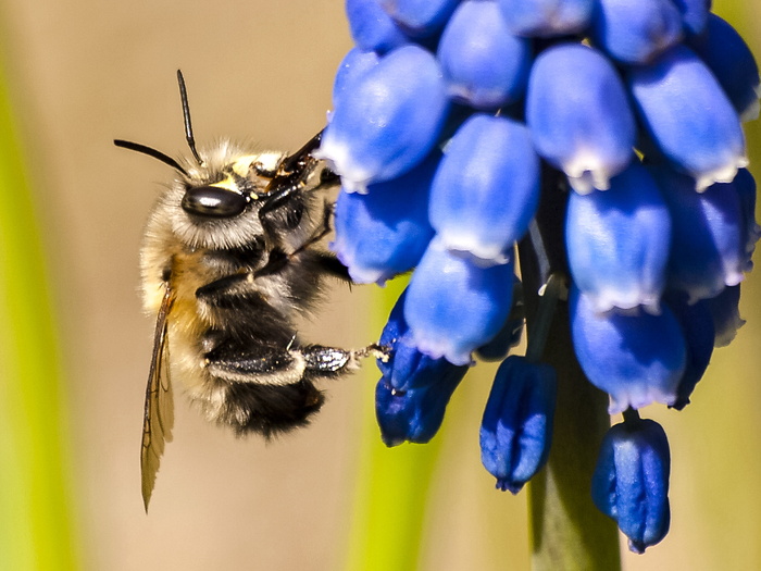 Acker，Hummel，昆虫，动物，Acker Hummel，自然，蜜蜂，花