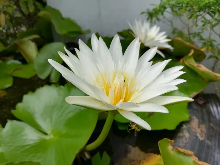 莲花，莲花盆，白色，花朵，开花植物，脆弱性，脆弱性，植物