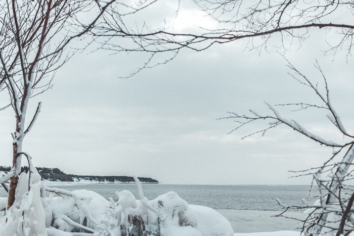 加拿大, 戈德里奇, 冰, 树, 冻结, 冬天, 水, 湖