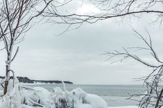 加拿大, 戈德里奇, 冰, 树, 冻结, 冬天, 水, 湖