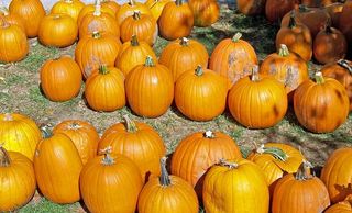 南瓜、蔬菜、收获、食物、成熟、素食、有机、秋季