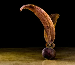 种子，发芽，柚木，种子球，柚木种子，翅，柚木，果实