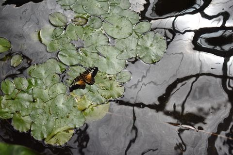 蝴蝶、池塘、昆虫、倒影、睡莲垫、水、野生动物、野生动物