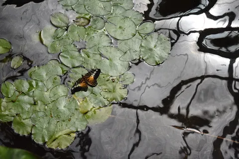 蝴蝶、池塘、昆虫、倒影、睡莲垫、水、野生动物、野生动物