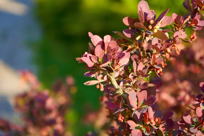 彩色，表情符号，有趣，颜色，理发，自然，植物，花