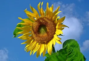 向日葵，花朵，黄色，田野，花瓣，宏观，花朵，特写