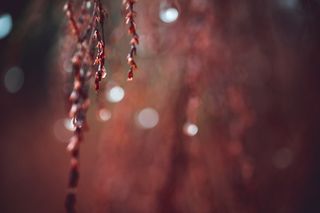 超宏观，超宏观，超宏观，宏观，博克，户外，自然，植物生活